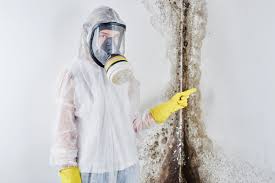 Professional Mold Removal & Remediation in Fort Valley, AZ